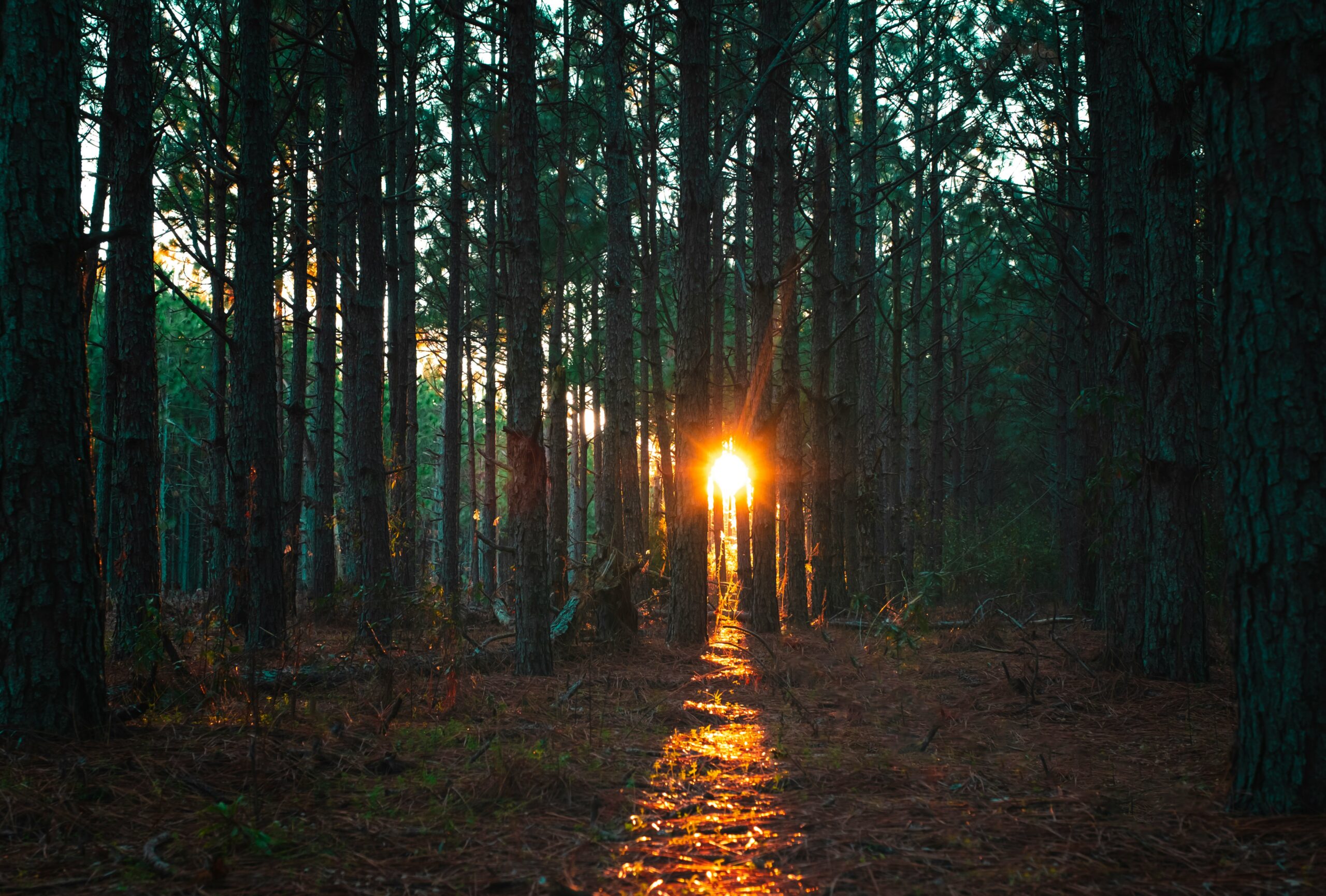 sun gleeming through pine trees