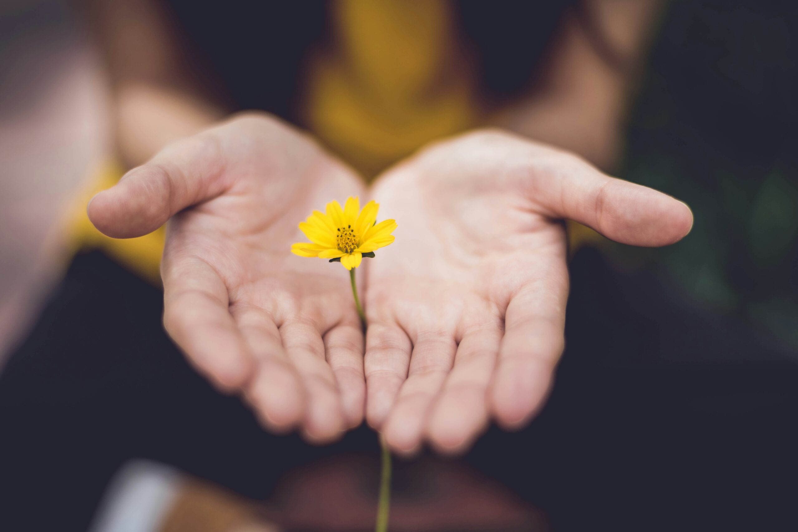 Two open hands with flower